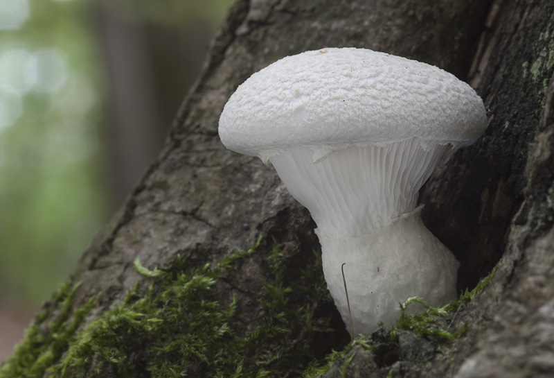 Pleurotus dryinus